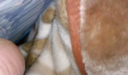Czołgi Hermiona sex po polsku hd galer pies